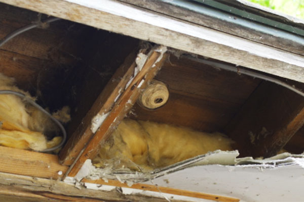 軒下にスズメバチの作成中の巣を発見