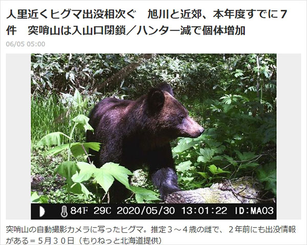 ヒグマのニュース