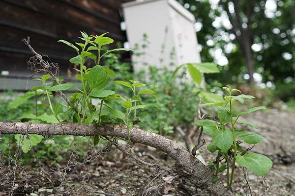 はしごを登り、屋根裏通気口前で争うマルハナバチを捕獲する姉