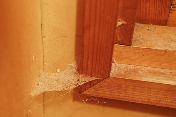 トイレの壁の蜘蛛の巣