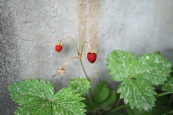 家の周りに増殖中のエゾヘビイチゴなるもの