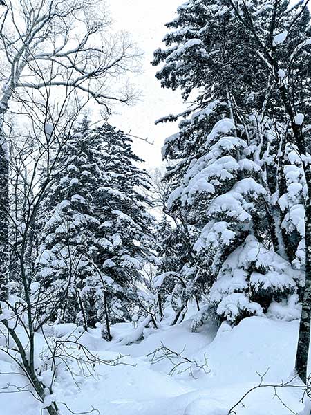旭川、雪山と針葉樹の景色