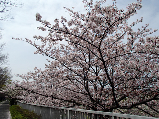 TG-625で撮影した桜