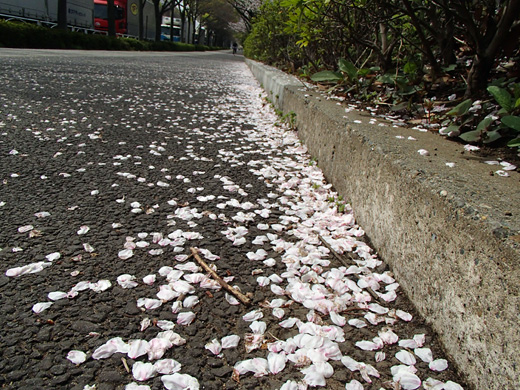 TG-625で撮影した桜の花びら