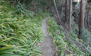 高尾山　金比羅台からの登山道