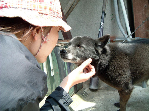 白川郷の犬