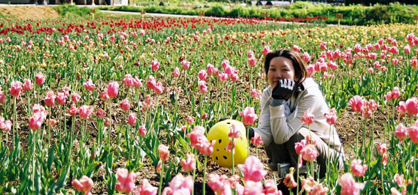 荘川のチューリップ畑