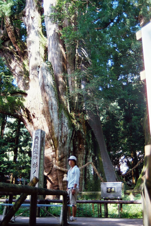 大杉の日本一の大杉