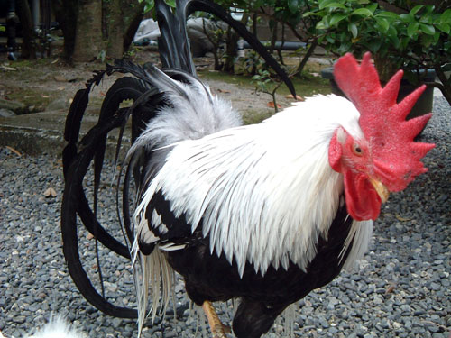 伊勢神宮の鶏