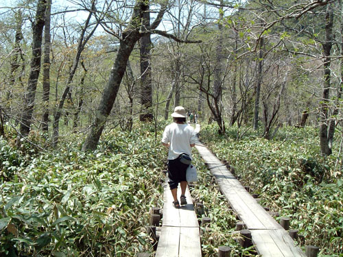 上高地の遊歩道