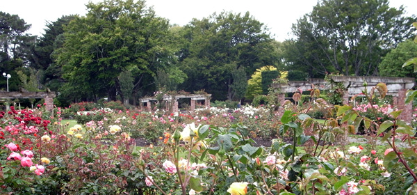 Inverercargill Queens park Rose garden