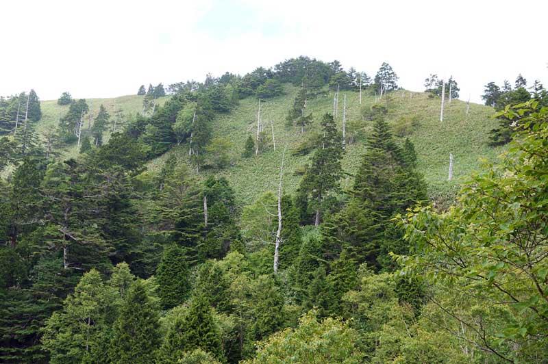 富士見台山頂付近