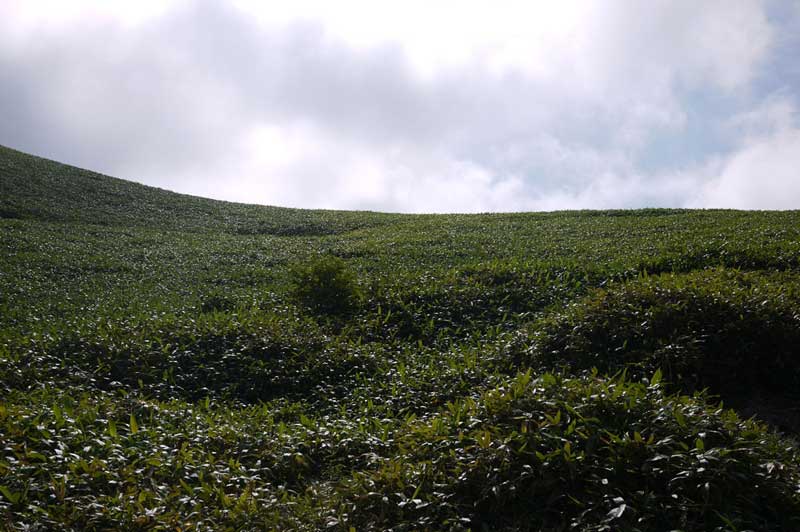 富士見台、山頂付近の熊笹の斜面