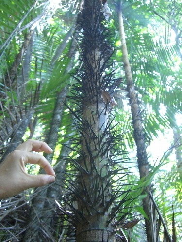 サピ島トレイル　不思議な植物