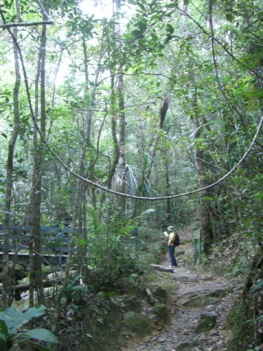 山岳植物園