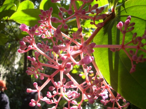 ボタニカルガーデンの花