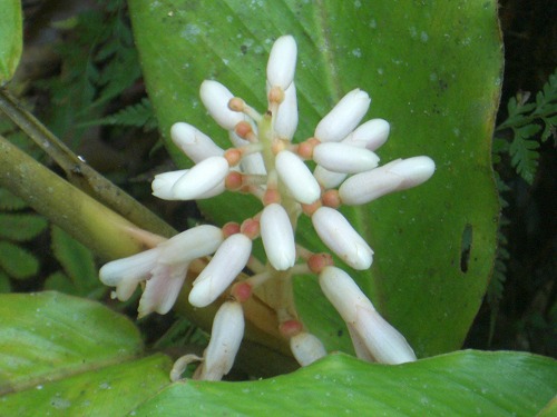 ボタニカルガーデンのお花