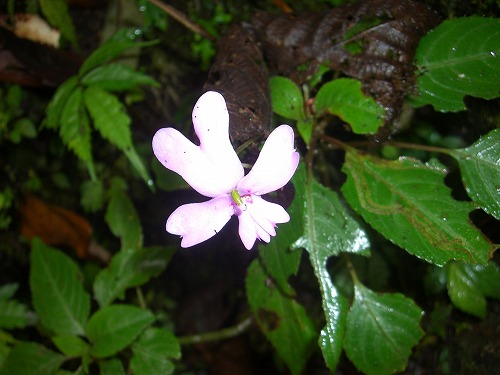 キナバル・バルサムの花