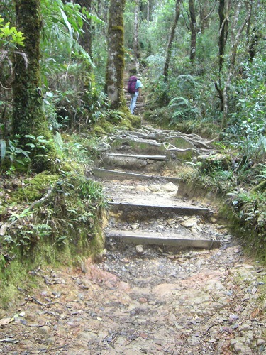 キナバル山登山道