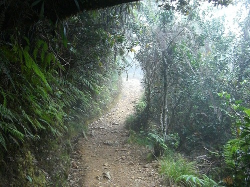 キナバル山登山道　雰囲気が出てきた