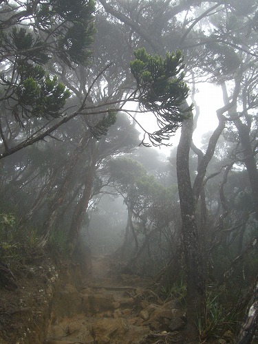 キナバル山登山道　雲霧林