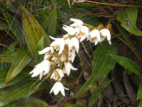 キナバル山登山道の花