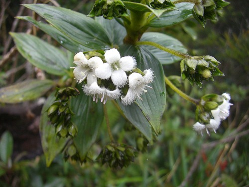 キナバル山登山道の花