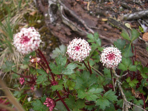 キナバル山登山道の花