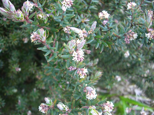 キナバル山登山道の花