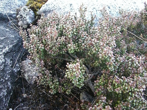 キナバル山　サヤッサヤの植物？