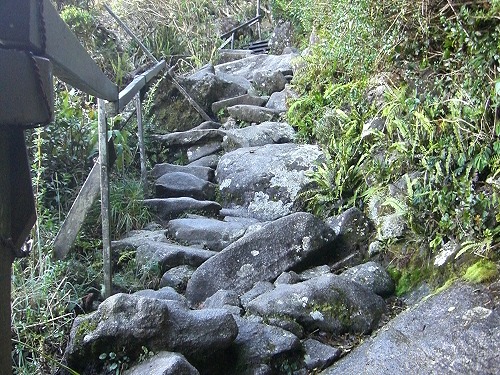 キナバル下山道　樹林帯の中