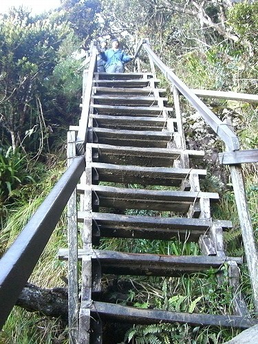 キナバル下山道　樹林帯の中