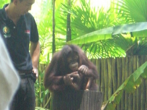 LOK KAWI WILDLIFE PARK ココナッツを剥いたあと?