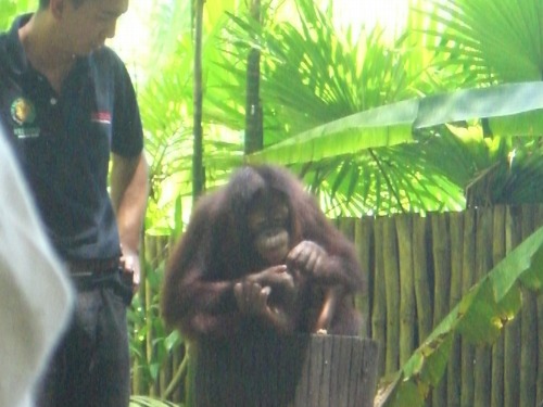 LOK KAWI WILDLIFE PARK　ココナッツを剥いたあと？