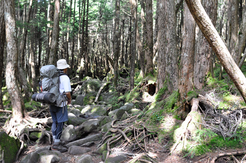 白駒湿原からの登山道