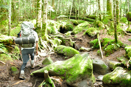 白駒池からの登山道