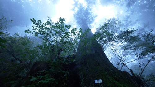 御岳山登山道の力強い39番の杉の木。