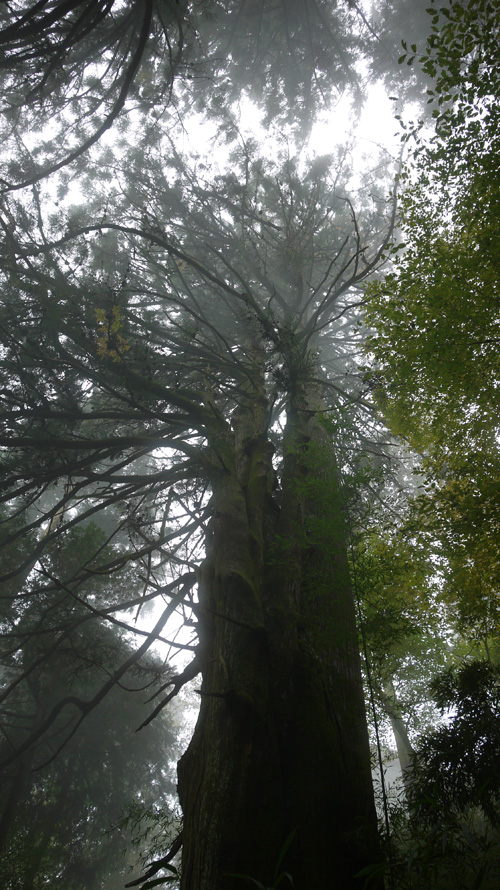 御岳山の巨大な杉の木。枝がステキ。