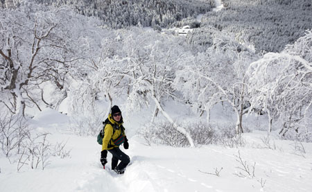 地蔵尾根の樹林帯