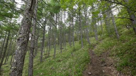 観音平から編笠山への登山道の様子２