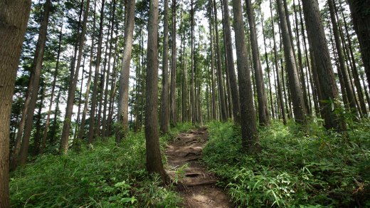 相模湖から明王峠までの登山道の様子２