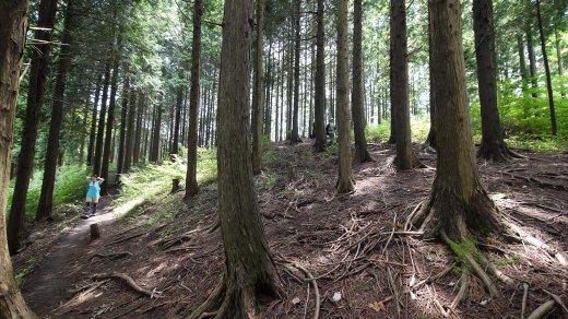 明王峠から陣馬山への登山道の様子