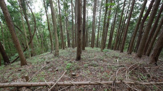 一ノ尾根から西沢へと向かっている尾根の様子