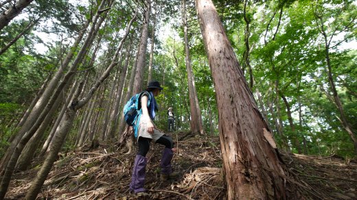 西沢へ向かう尾根の様子２