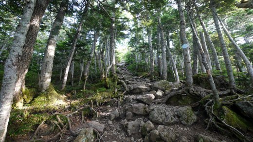 仙水峠から駒津峰への、樹林帯の急登