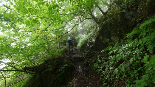 クリックして画像を拡大 八丁峠駐車場から八丁峠までの登山道の様子1