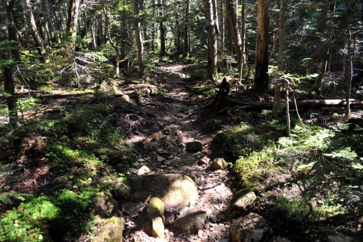 聖沢登山道の様子