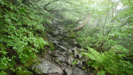 クリックして画像を拡大 まめうちだいらから蝶ヶ岳の登山道の様子2