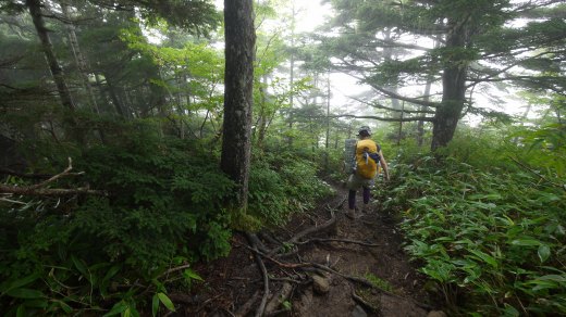 前常念岳から三股への樹林帯の登山道の様子