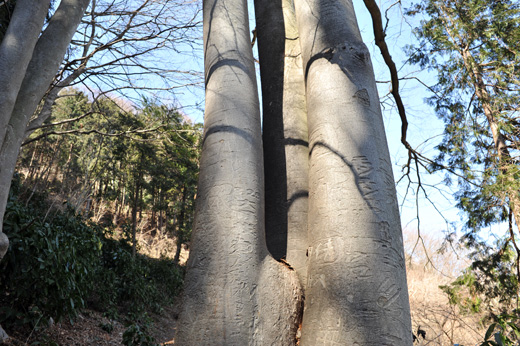 景信山、途中にあるけやき